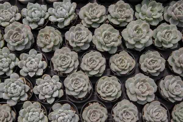 Succulent Echveria Elegance Kalanchoe Ένα Μικρό Χυμώδες Φυτό Γλάστρα Φυτώριο — Φωτογραφία Αρχείου