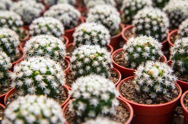 Mammillaria Gracilis Oruga Маленький Кактус Посаженный Красном Горшке Детской — стоковое фото