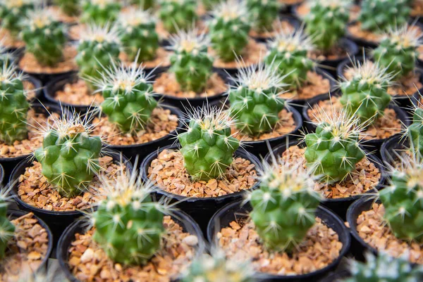 Echinocactus Grusonii Small Cactus Planted Pot Nursery — стоковое фото