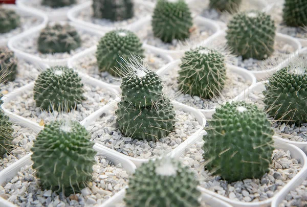 Mammillaria Spinosissima Pico Оон Маленький Кактус Посаженный Белый Горшок Детской — стоковое фото