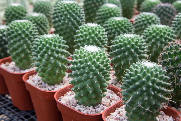 Mammillaria Bucareliensis Erusamu Cactus Planted Red Pot Nursery — стоковое фото