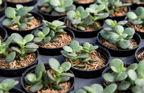 Crassula Ovata Φυτό Νεφρίτη Δενδρύλλιο Ενός Χυμώδους Φυτού Καλλιεργείται Μια — Φωτογραφία Αρχείου