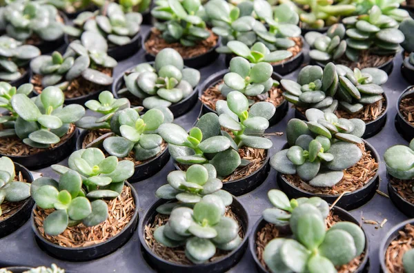 Crassula Ovata Ένα Μικρό Χυμώδες Φυτό Μια Κατσαρόλα Ένα Φυτώριο — Φωτογραφία Αρχείου