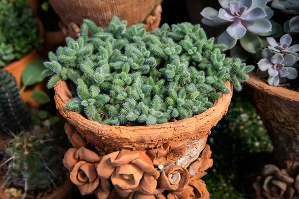 Delosperma Echinatum Παχύφυτα Φυτά Καλλιεργούνται Γλάστρες Terracotta Φυτώριο — Φωτογραφία Αρχείου