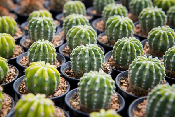 Echinopsis Hybrid Κάκτος Φυτεμένος Γλάστρα Στο Φυτώριο — Φωτογραφία Αρχείου