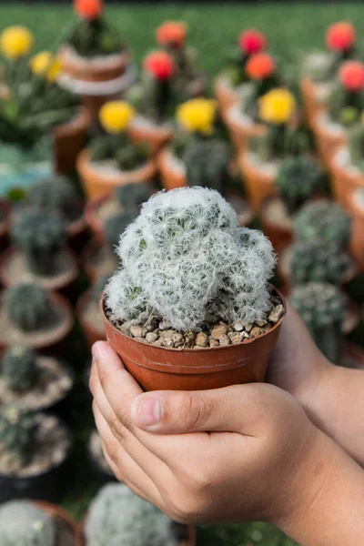 Mammillaria Plumosa Κάκτος Στο Χέρι Ενός Παιδιού Στο Φυτώριο — Φωτογραφία Αρχείου