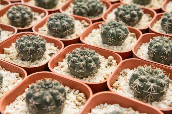 Кактус Паук Карликовый Подбородок Кактус Gymnocalycium Baldianum Кактус Сферический Слегка — стоковое фото