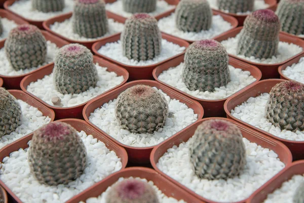 Echinocereus Rigidissimus Rubispinus Cactus Planted Red Pots Nursery — стоковое фото