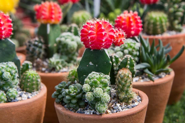 Gymnocalycium Mihanovichii Hyped Hylocereus Many Cactus Species Grown One Pot Лицензионные Стоковые Изображения