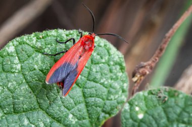 Choglene coccinea (H. Edwards, 1886), (Ptychoglene coccinea) Kırmızı kanatlı güveler, siyah kanatlı uçlar doğadaki yeşil yapraklar üzerindedir..