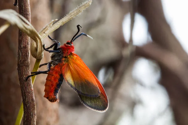 Choglene Coccinea Edwards 1886 Ptychoglene Coccinea Orangerote Motten Klammern Sich — Stockfoto