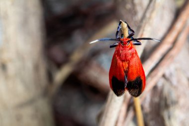 Ptychoglene coccinea (H. Edwards, 1886), Kırmızı kanatlı güveler bulanık bir arka plana karşı doğadaki dallara tutunurlar..