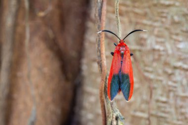 Ptychoglene coccinea (H. Edwards, 1886), Kırmızı kanatlı güveler bulanık bir arka plana karşı doğadaki dallara tutunurlar..