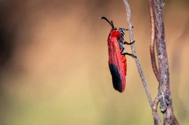 Ptychoglene coccinea (H. Edwards, 1886), Kırmızı kanatlı güveler bulanık bir arka plana karşı doğadaki dallara tutunurlar..