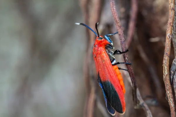 Ptychoglene Cocccinea Edwards 1886 Red Winged Moths Προσκολλώνται Στα Κλαδιά — Φωτογραφία Αρχείου
