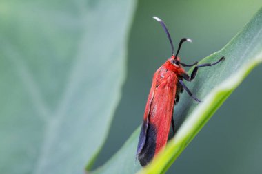 Ptychoglene coccinea (H. Edwards, 1886) Kırmızı kanatlı bir güve, arka planda bulanık bir yaprağın üzerinde oturur..