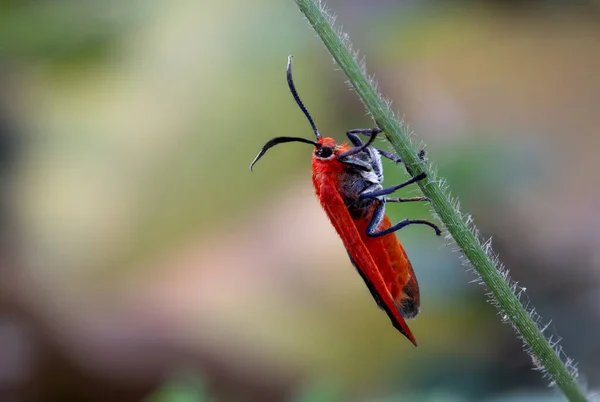 Ptychoglene Coccinea Edwards 1886 Uma Mariposa Asas Vermelhas Empoleirada Grama — Fotografia de Stock