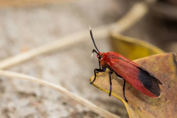 Ptychoglene Coccinea Edwards 1886 Uma Mariposa Ruiva Senta Uma Folha — Fotografia de Stock