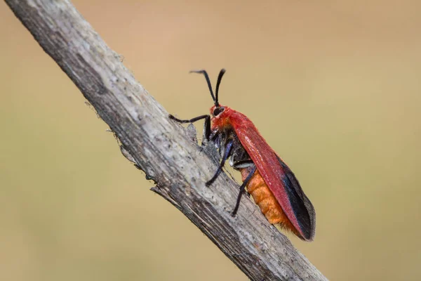 Ptychoglene Coccinea Edwards 1886 Uma Mariposa Asas Vermelhas Apega Galhos — Fotografia de Stock