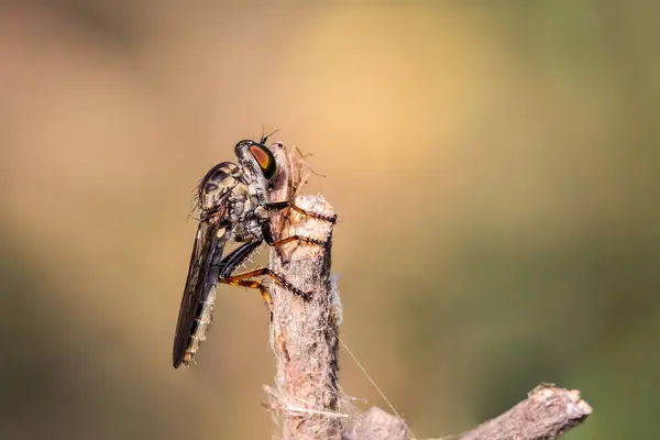 Грабитель Мух Насекомое Diptera Asilidae Хищное Насекомое Стоящее Ветке Высасывающее — стоковое фото