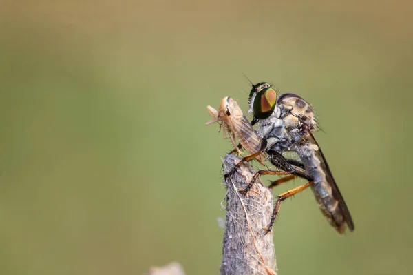 Rablólegyek Rovarok Diptera Asilidae Egy Ágon Álló Ragadozó Rovar Amely — Stock Fotó