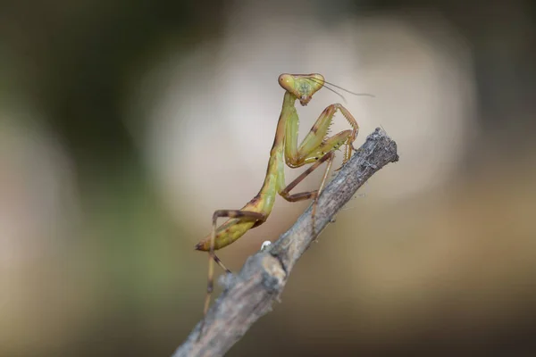 Kleine Gottesanbeterin Auf Den Zweigen Der Natur Hat Einen Verschwommenen — Stockfoto