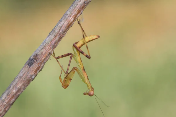 Small Praying Mantishanging Branch Nature Blurred Background — Stock Photo, Image