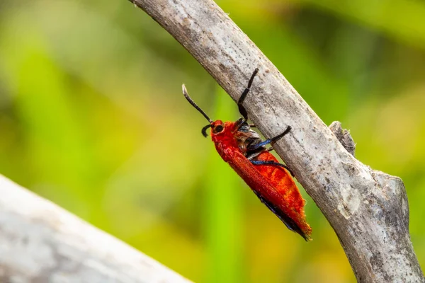 Ptychoglene Coccinea Edwards 1886 Falene Alate Rosse Intrufolano Sotto Rami — Foto Stock