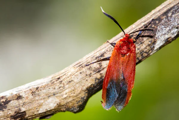 Ptychoglene Coccinea Edwards 1886 Falene Alate Rosse Che Aggrappano Rami — Foto Stock