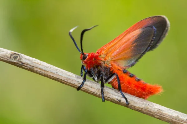Ptychoglene Coccinea Edwards 1886 Червоний Метелик Сидів Гілці Природи Розмитому — стокове фото