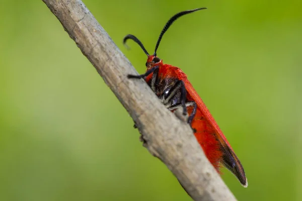 Ptychoglene Coccinea Edwards 1886 Uma Mariposa Vermelha Empoleirada Ramo Natureza — Fotografia de Stock