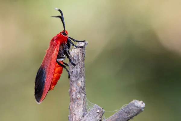 Ptychoglene Coccinea Edwards 1886 Ein Roter Falter Der Auf Einem — Stockfoto