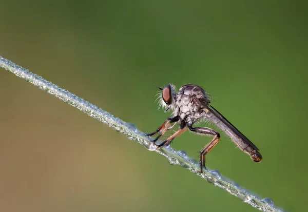 Muchy Złodziej Owady Diptera Asilidae Trawie Gdzie Poranna Rosa Przyrodzie — Zdjęcie stockowe