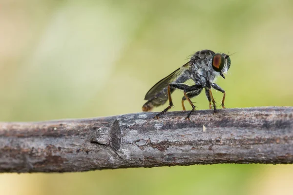 Robber Flies Insecta Diptera Asilidae Predatory Insects Branches Nature Blurred — Foto de Stock