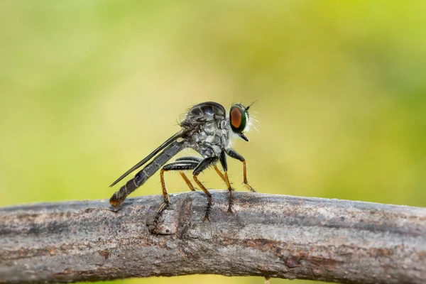 Robber Flies Insecta Diptera Asilidae Predatory Insects Branches Nature Blurred — Foto de Stock