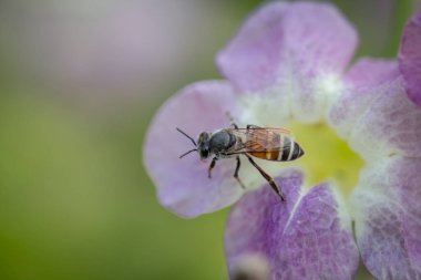 Arılar, bulanık bir arka planda mor çiçekleri buluyorlar..