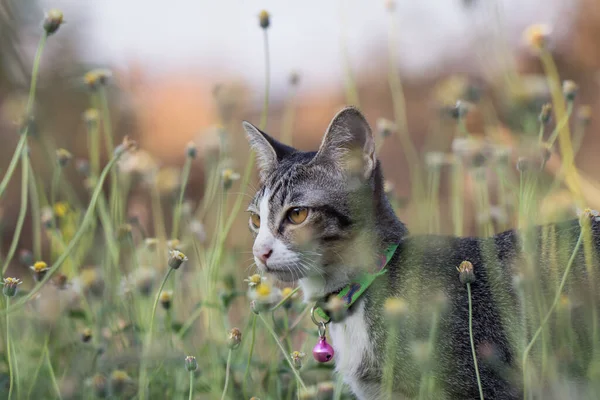 Boční Pohled Tabby Kotě Stojící Žluté Květinové Zahradě Parku — Stock fotografie