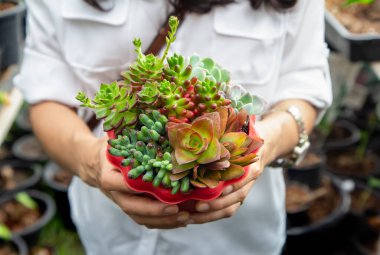 Pek çok sulu bitki, jelibon, crassula Capella-kamp ateşi, bir kadının ellerinde kırmızı kaplarda yetişir..