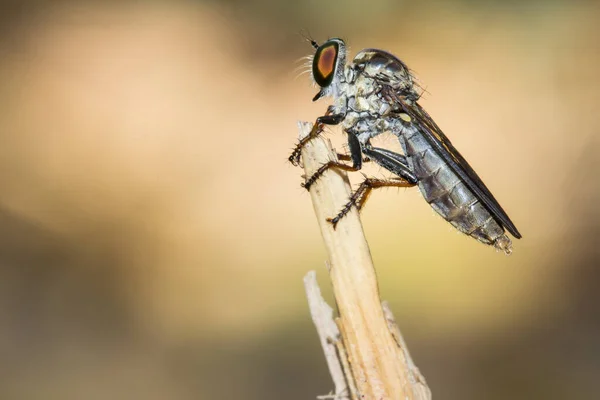 Robber Flies Insecta Diptera Asilidae Vista Lateral Insecto Encaramado Una — Foto de Stock