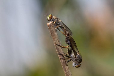 Hırsız sinekleri (İnsecta: Diptera: Asilidae), Böcekler dallara tünemiş ve arka planda bulanık bir şekilde çiftleşmektedirler..