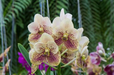 Orkide çeşitliliği 