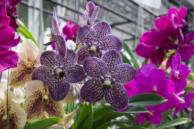 Serada orkide türü 