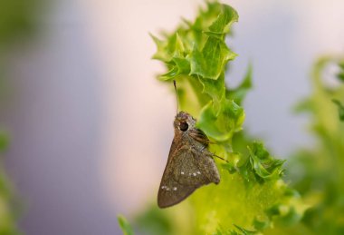 Borbo cinnara (Wallace, 1866): Hesperiidae familyasından Rice Swift, Kelebekleri, çiftlikteki Frillice Ice Berg Maruluna tutunur..