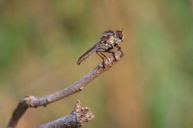 Soyguncu sinekleri (İnsecta: Diptera: Asilidae), arka planda bulanık bir arka plana karşı doğadaki dallara tünemiş yırtıcı böcekler..