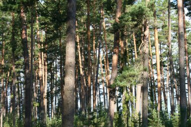 Güneşli havalarda çam ormanı.