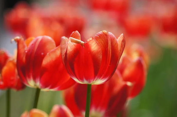 Tulipas Canteiro Flores Cidade Yaroslavl — Fotografia de Stock