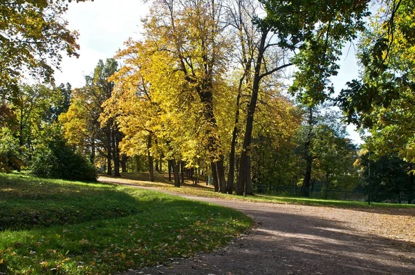 Alley Oranienbaum Park Petersburg Lomonosov — Stock Photo, Image