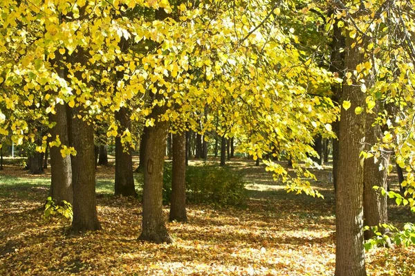 Vicolo Oranienbaum Park San Pietroburgo Lomonosov — Foto Stock
