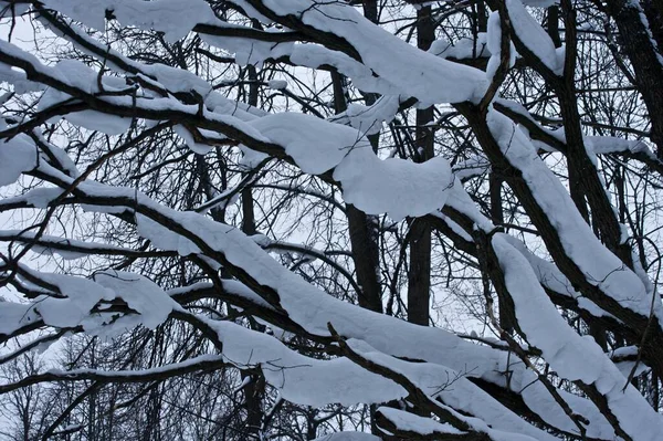 Efter Ett Snöfall Oranienbaum Park Sankt Petersburg Lomonosov — Stockfoto