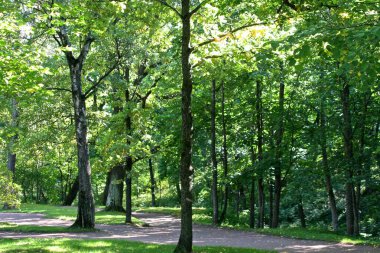 Oranienbaum Park 'taki sokak. St. Petersburg, Lomonosov.